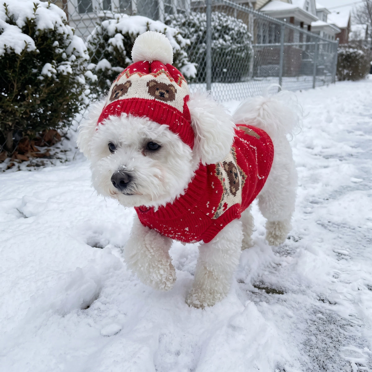 Small dog walking in the snow
