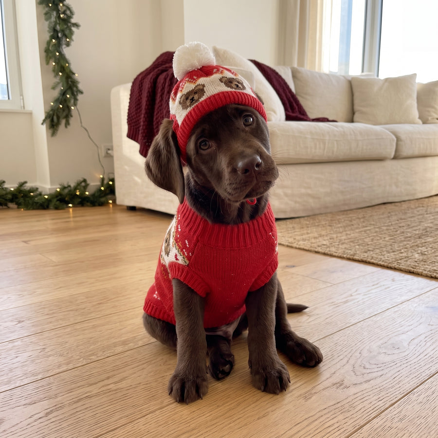 Labrador puppy · Teddy Red