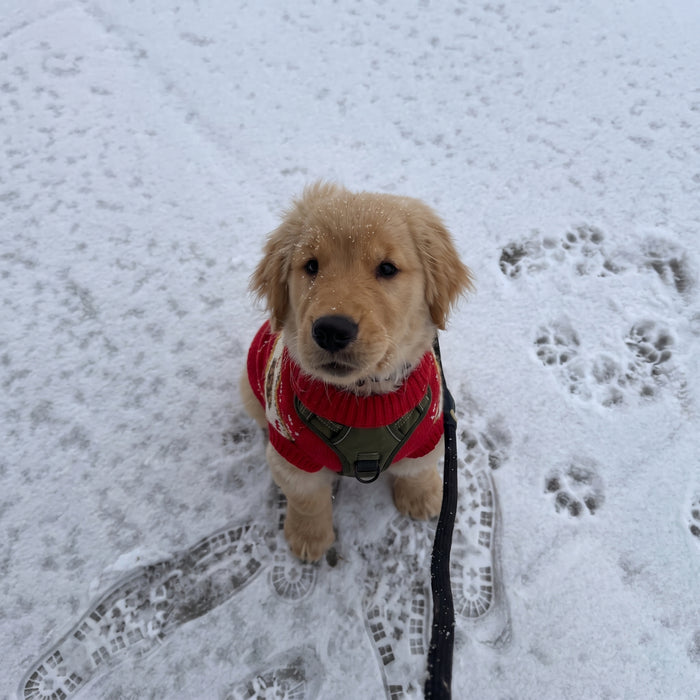 Teddy Red
